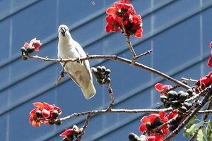 香港：木棉花开春意浓