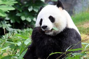 香港海洋公园悉心照料全球最年长大熊猫